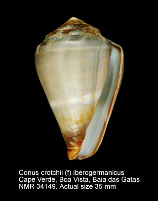 Conus crotchii (f) iberogermanicus.jpg - Conus crotchii (f) iberogermanicus Röckel,Rolán & Monteiro,1980